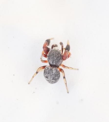 Réf. 232 062 : Ballus rufipes